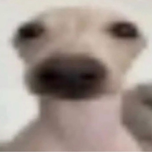 bean455